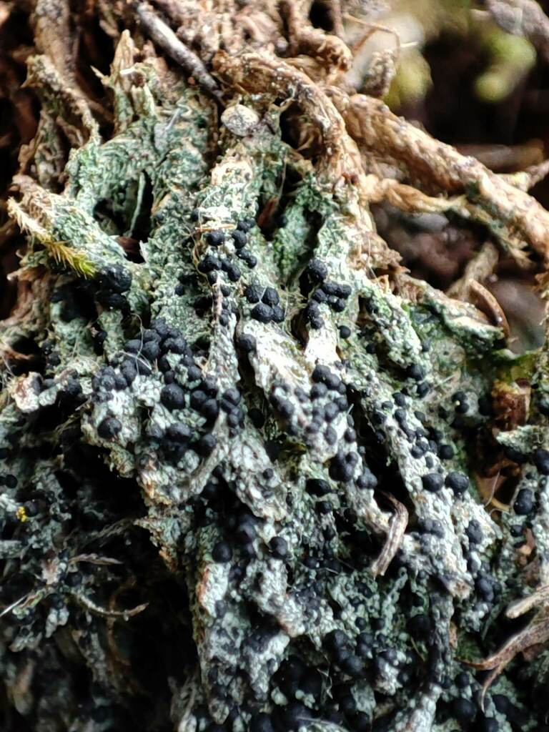 Bilimbia accedens