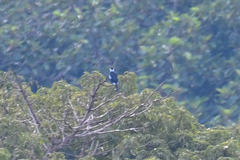 Gymnoderus foetidus
