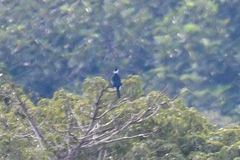 Gymnoderus foetidus