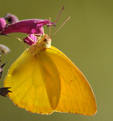 Phoebis agarithe fisheri