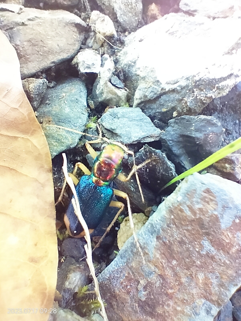 Tetracha spixii
