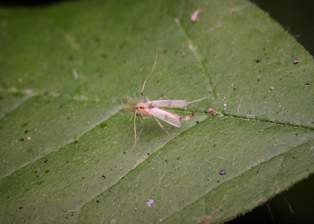 Stenochironomus colei