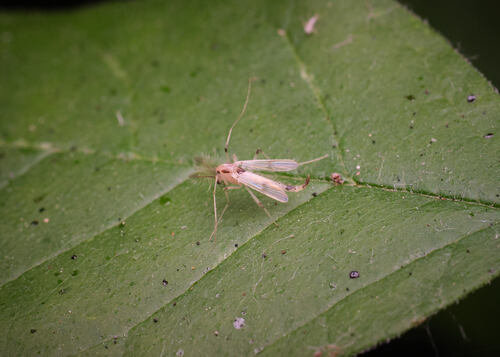 Stenochironomus colei