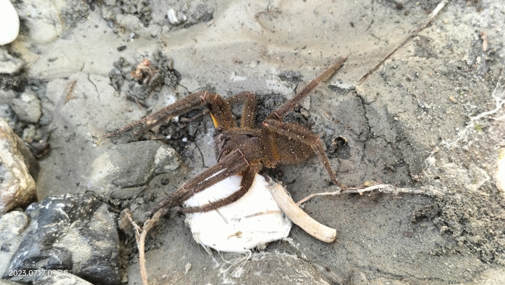 Phoneutria reidyi