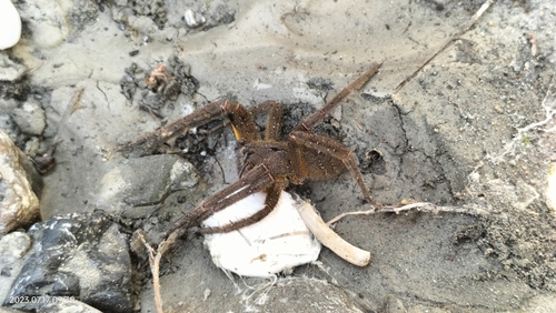 Phoneutria reidyi