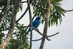 Cotinga maynana