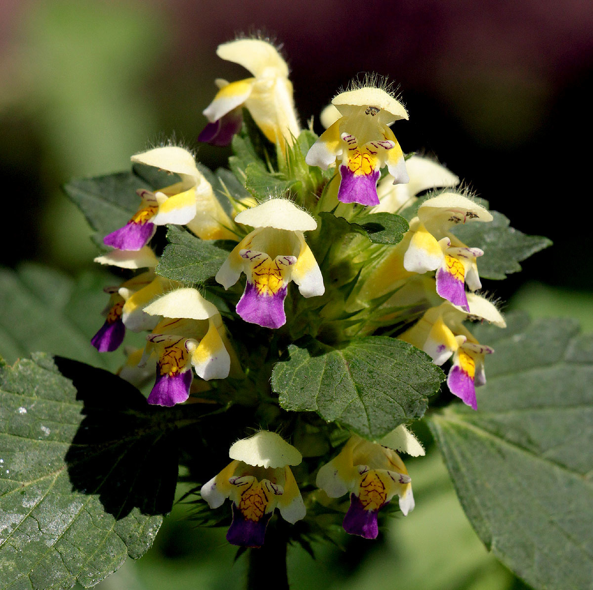 Galeopsis