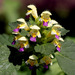 Hempnettle - Photo (c) Sergey Mayorov, some rights reserved (CC BY-NC)
