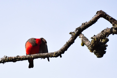 Pyrocephalus rubinus