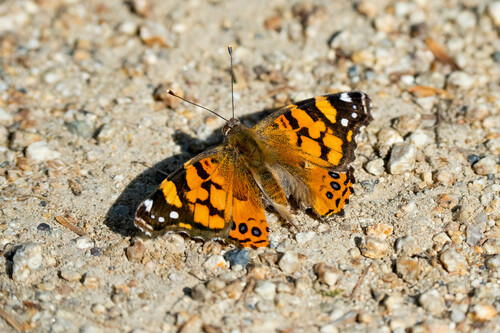iNaturalist observation photo of West Coast Lady