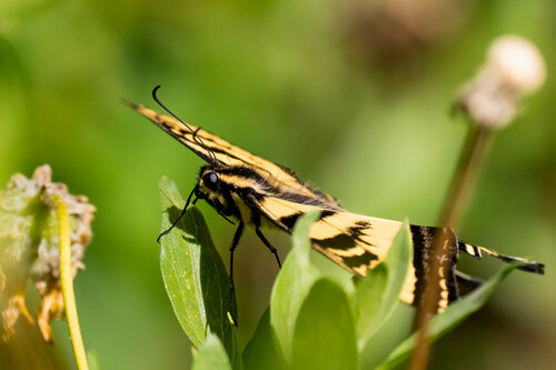 iNaturalist observation photo of Western Tiger Swallowtail