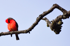 Pyrocephalus rubinus