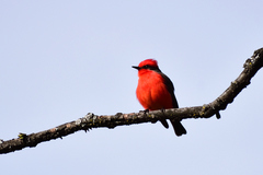 Pyrocephalus rubinus