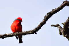 Pyrocephalus rubinus