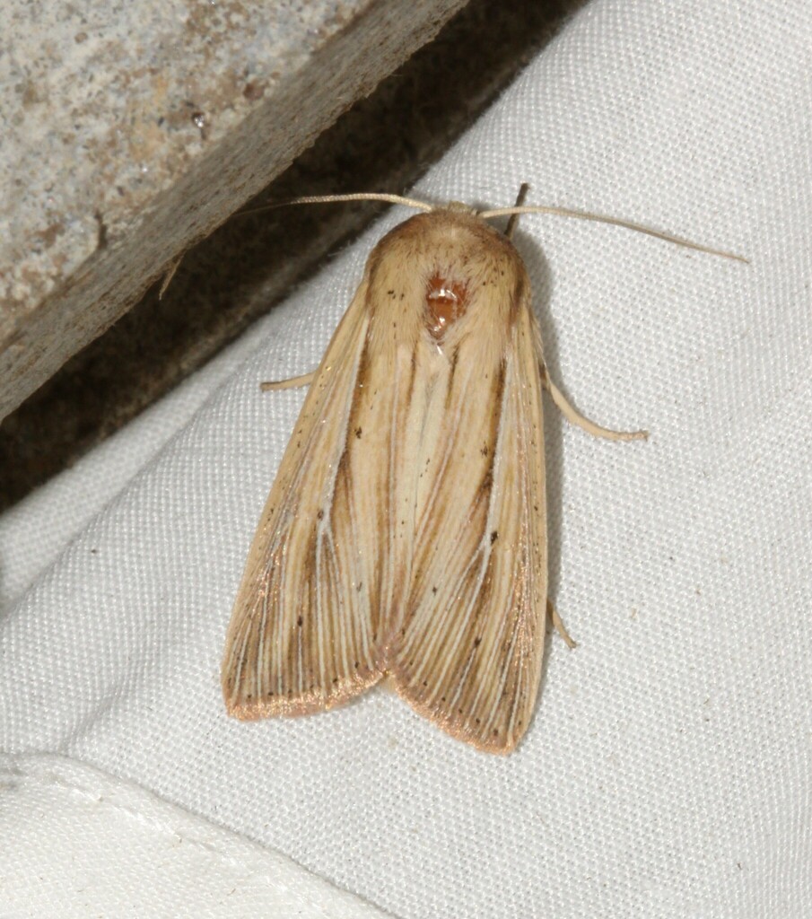 Many Lined Wainscot From Mont Joli QC Canada 1101 Rue Lussier On   Large 