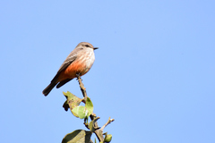 Pyrocephalus rubinus