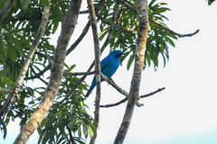 Cotinga maynana