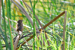 Cistothorus platensis