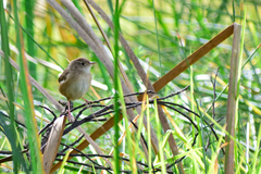 Cistothorus platensis