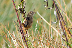 Cistothorus platensis