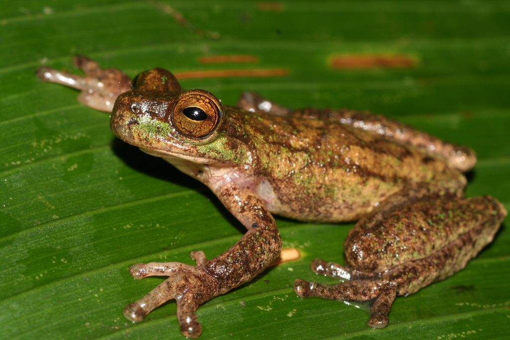 American Cinchona Plantation Treefrog