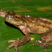 American Cinchona Plantation Tree Frog - Photo (c) Andrew Gray, some rights reserved (CC BY-NC), uploaded by Andrew Gray