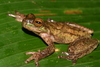 American Cinchona Plantation Tree Frog - Photo (c) Andrew Gray, some rights reserved (CC BY-NC), uploaded by Andrew Gray