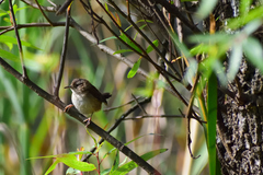 Cistothorus platensis