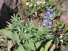 Lupinus caudatus caudatus