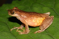 American Cinchona Plantation Treefrog photo 2