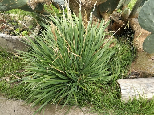 Poa iridifolia, photograph 5