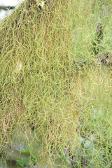 Frullania aculeata