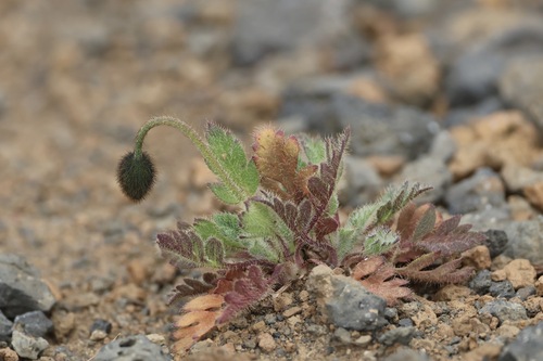 Image of Oreomecon radicata by (c) er-birds, some rights reserved (CC BY)