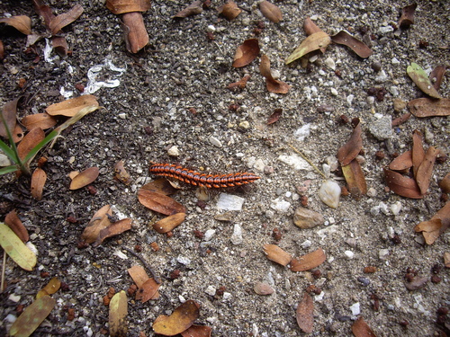 Antheromorpha uncinata