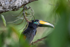 Pteroglossus pluricinctus