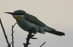 Merops persicus persicus