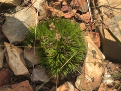 Psammotropha myriantha