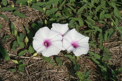 Ipomoea shumardiana