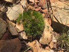 Psammotropha myriantha