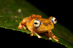 Andasibe Bright-Eyed Frog photo 4