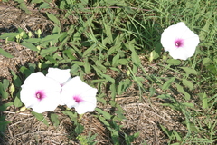 Ipomoea shumardiana