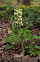 Corydalis cava marschalliana