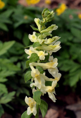 Corydalis cava marschalliana