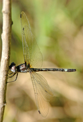 Macrothemis pseudimitans