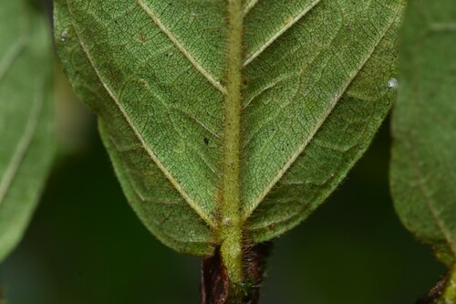 Mata-pau