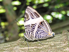 Colobura dirce dirce