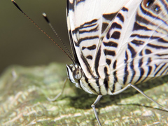 Colobura dirce dirce