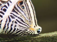 Colobura dirce dirce