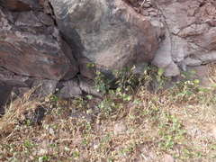 Malva parviflora image