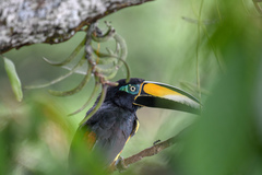 Pteroglossus pluricinctus